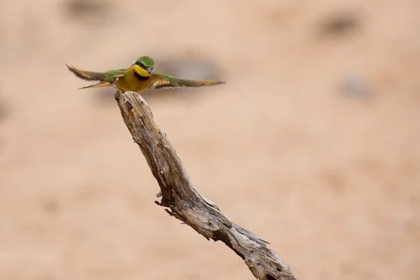 Littlie bee-eater flying to perch to sit and rest — Stock Photo, Image