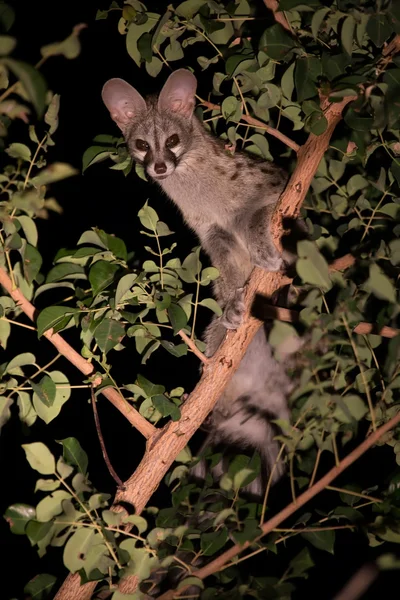 Genet with spots hiding in tree at night — Stock Photo, Image