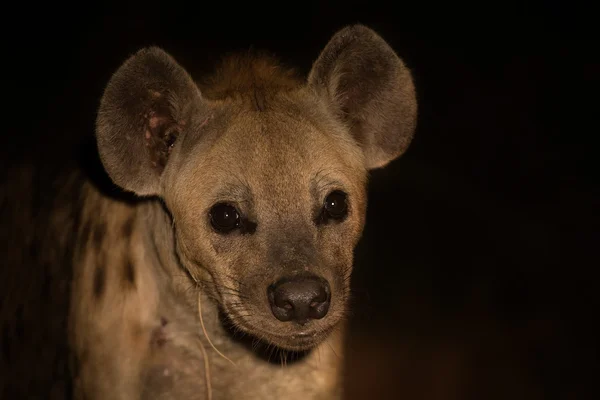 Scary hyena approach out of darkness to scavenge food — Stock Photo, Image