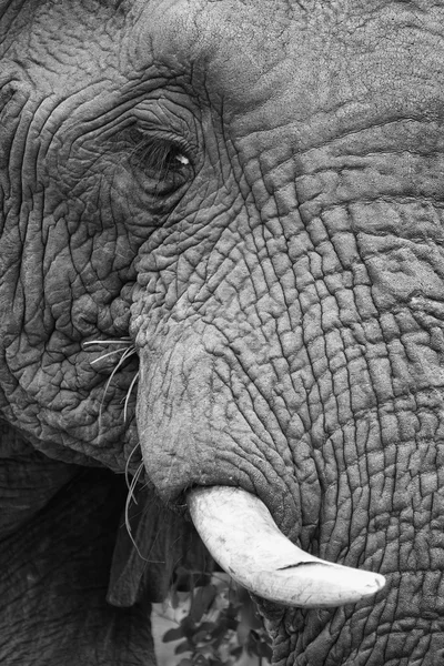 Elephant teeth and mouth close-up detail artistic conversion — Stock Photo, Image