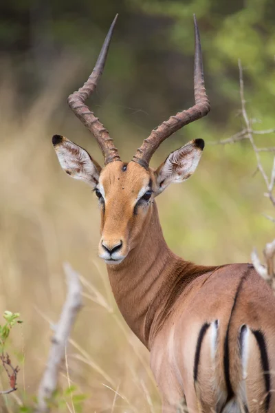 Impala ram looking back over his shoulder for possible danger — Stock Photo, Image