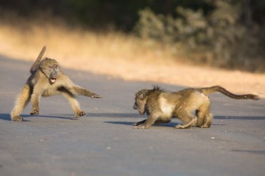 Young baboons playing in a road late afternoon before going back clipart