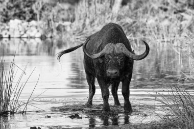 Thirsty Cape buffalo gölet sanatsal conv içme suyu boğa