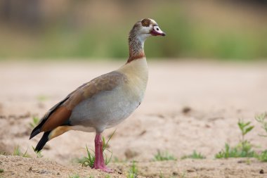 Mısır kaz bir Nehri'nin kıyısında kumlu yürüyüş