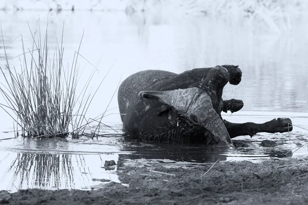 Unavený Cape buffalo bull v rybniční vody zchladit artis — Stock fotografie