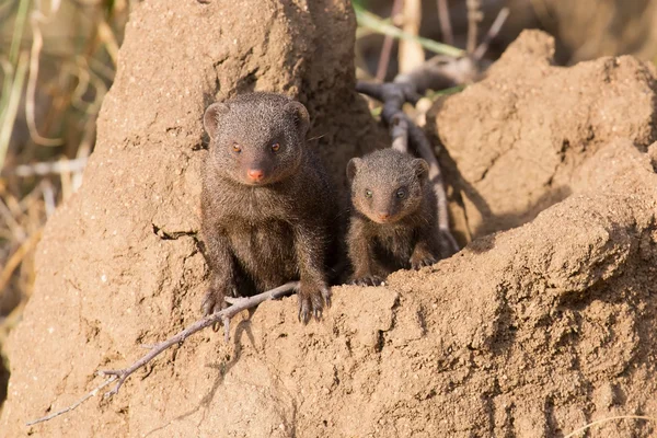 Famiglia di manguste nane godere la sicurezza della loro tana — Foto Stock