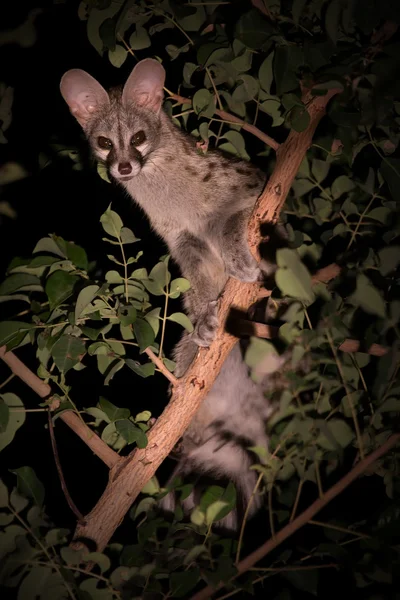 Genet with spots hiding in tree at night — Stock Photo, Image