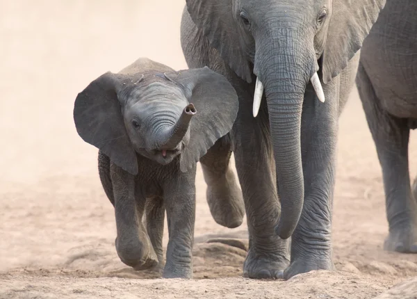 Elephant calf and mother charge towards water hole — Stock Photo, Image