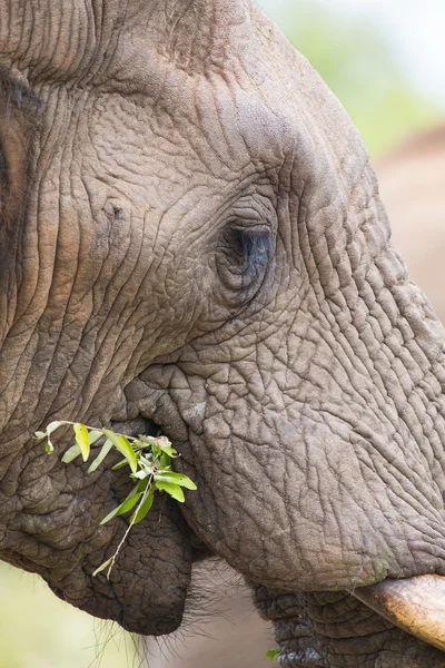 Elephant teeth and mouth close-up detail — Stock Photo, Image