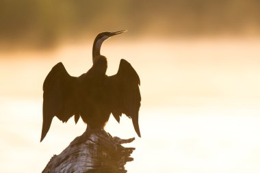 Gün batımında ağaç kütüğü havuzda oturup Afrika Pasifik'ten oğlan