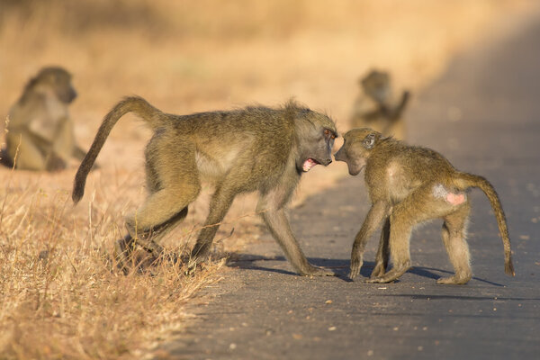 Young baboons playing in a road late afternoon before going back