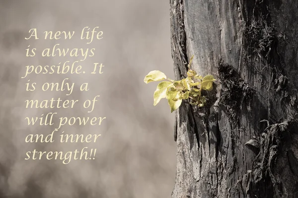 New green leaves growing from old tree trunk with message — Stock Photo, Image