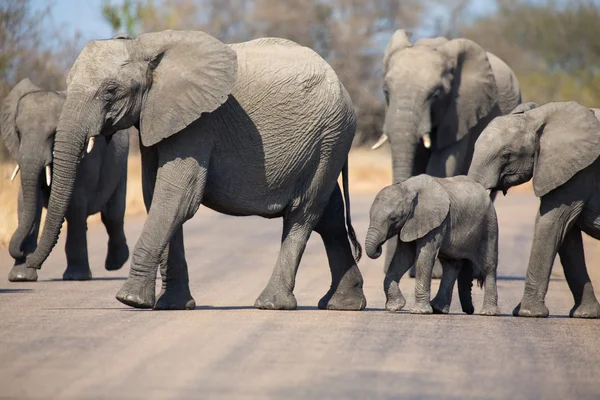 Breeding herd of elephant with small calf cross tar road — Stock Photo, Image