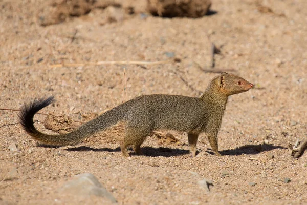 Slender mongoose forage and look for food at  rocks — Stock Photo, Image