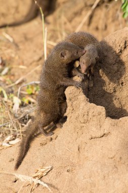 Dwarf mongoose family enjoy the safety of their burrow clipart