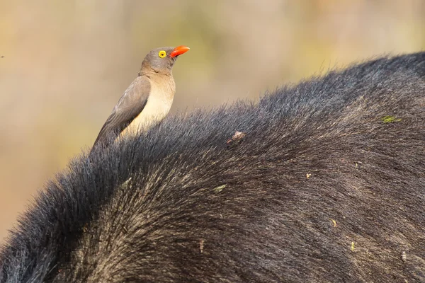 Cape buffalo with red-billed ox-pecker looking for insects — Stock Photo, Image