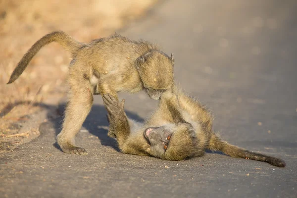 Junge Paviane spielen am späten Nachmittag auf einer Straße, bevor sie zurückkehren — Stockfoto