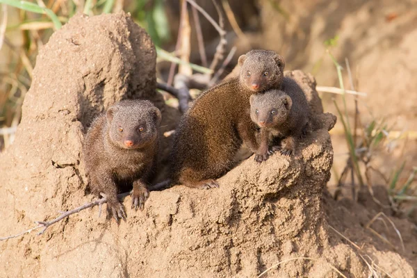 Famille de mangoustes naines profiter de la sécurité de leur terrier — Photo