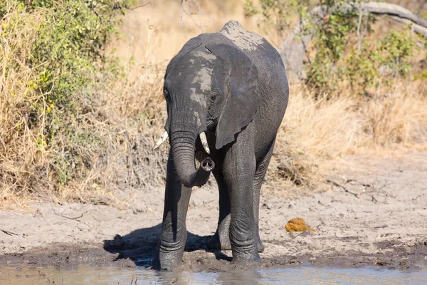 Elefante beber e espirrar água no dia seco e quente — Fotografia de Stock