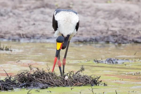 Pêche à la cigogne à bec jaune pour la nourriture dans le trou d'eau — Photo