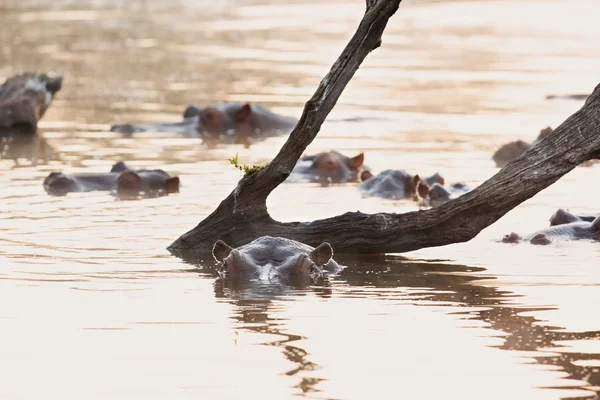 Hipopotamy pływanie w stawie na zachód słońca na wschód słońca na zimny poranek — Zdjęcie stockowe