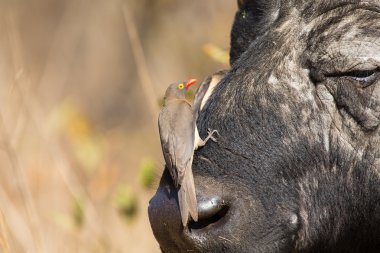 Cape buffalo with red-billed ox-pecker looking for insects clipart