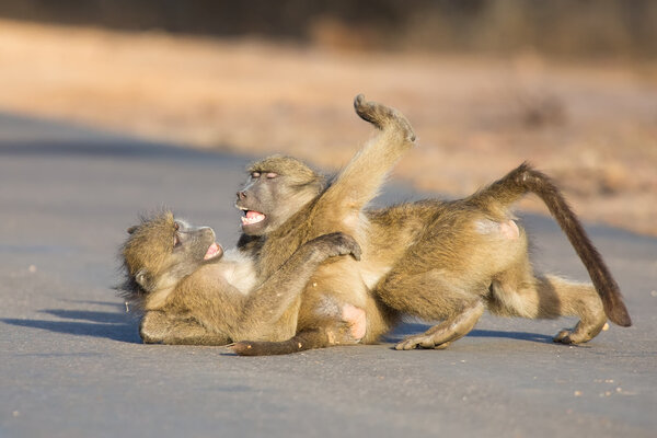 Young baboons playing in a road late afternoon before going back