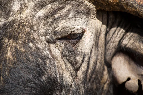 Küçük göz ve doku ile Cape buffalo yüz yakın çekim — Stok fotoğraf