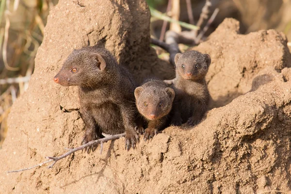 Famille de mangoustes naines profiter de la sécurité de leur terrier — Photo