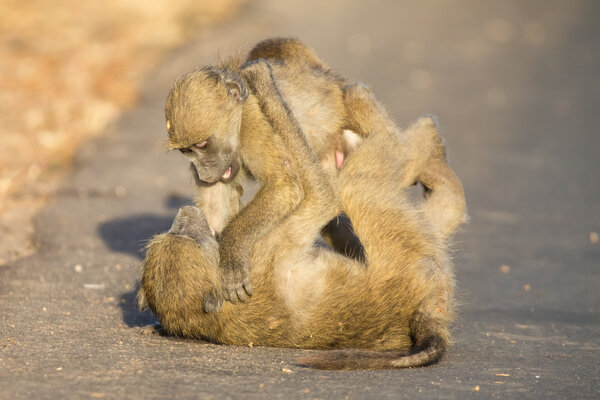 Young baboons playing in a road late afternoon before going back