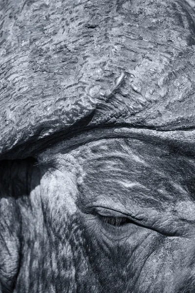 Küçük göz ve doku ile Cape buffalo yüz yakın çekim — Stok fotoğraf