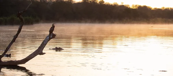 Africano darter sentado no toco da árvore na lagoa ao pôr do sol — Fotografia de Stock