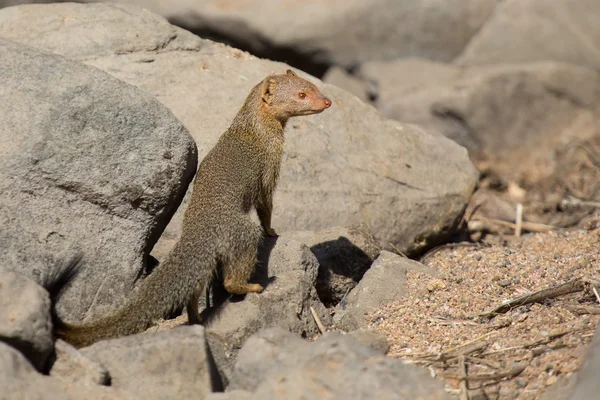 Slender mongoose forage and look for food at  rocks — Stock Photo, Image