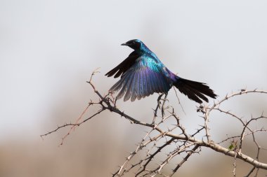 Burchell's starling take off from thorny tree