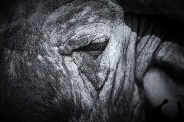 Cape buffalo obličeje zblízka s malými okem a textury — Stock fotografie