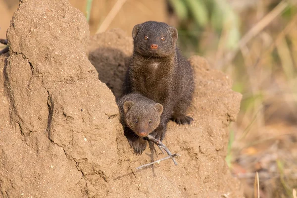 Dvärg mongoose familjen njuta av säkerheten för deras håla — Stockfoto