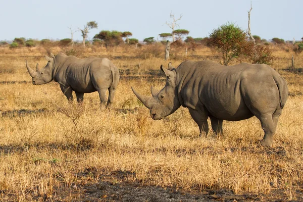 Two rhino standing on open area looking for safety from poachers — Stock fotografie