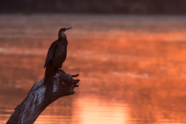 Africano darter sentado no toco da árvore na lagoa ao pôr do sol — Fotografia de Stock