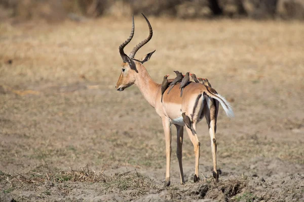 Impala ram beber agua del estanque con riesgo de cocodrilo — Foto de Stock