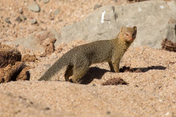 Štíhlé mongoose píce a podívejte se na jídlo na skalách — Stock fotografie