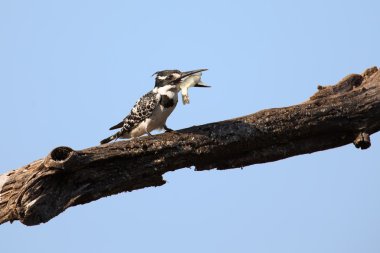 Alaca yalıçapkını balık dalda vurarak öldürüyor