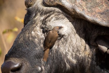 Cape buffalo with red-billed ox-pecker looking for insects clipart