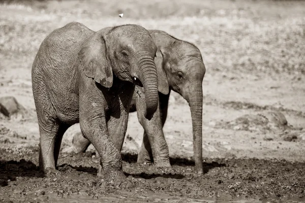 Bezerro de elefante água potável em dia seco e quente — Fotografia de Stock