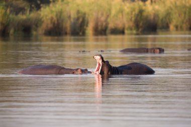 iki büyük erkek suaygırları su en iyi toprakları için mücadele