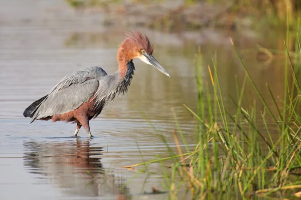 Goliath heron walking in water searching fish to catch — Stock Photo, Image