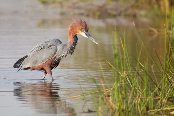 Goliath héron marche dans l'eau à la recherche de poissons pour attraper — Photo