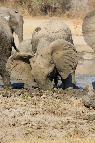 Rebaño de elefantes jugando en agua fangosa con mucha diversión —  Fotos de Stock