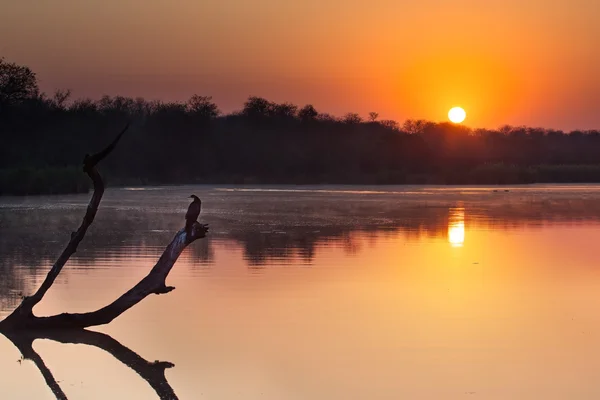 Africano darter sentado no toco da árvore na lagoa ao pôr do sol — Fotografia de Stock