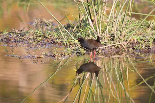 Black crake walking along the edge of a pond searching insects — Stock Photo, Image