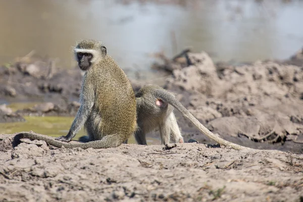 Vervet aap drinkwater uit de vijver met droge modder — Stockfoto